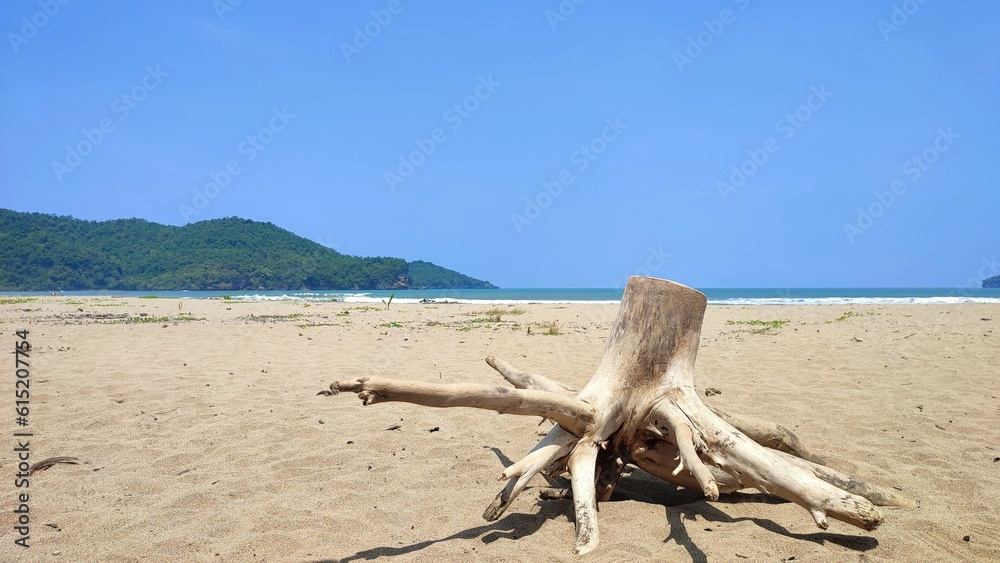 A large piece of driftwood with large roots on the white sand of a beach during the day with bright blue sky in Pacitan, Indonesia
