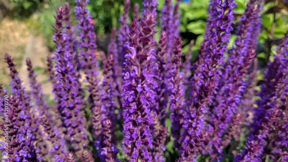 Salvia wild flower in the meadow on summer day, bee collects honey close-up. Growing aromatic medicinal herbs Salvia wild flower in the meadow on summer day, bee collects honey close-up. Growing aromatic medicinal herbs