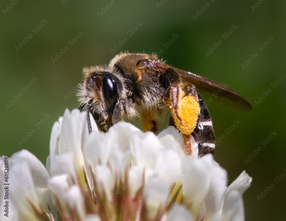 A female Andrena Mining Bee carrying large pollen baskets while feeding on a white clover flower. Long Island, New York, USA A female Andrena Mining Bee carrying large pollen baskets while feeding on a white clover flower. Long Island, New York, USA