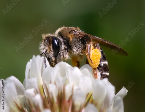 A female Andrena Mining Bee carrying large pollen baskets while feeding on a white clover flower. Long Island, New York, USA