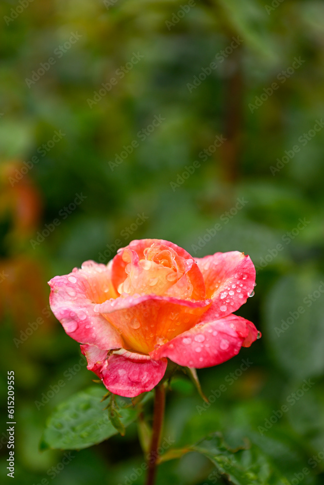 Obraz premium Beautiful Rose in Garden During Rain