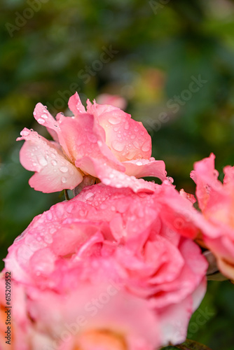 Beautiful Rose in Garden During Rain