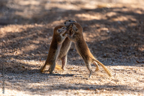 Three round-tailed ground squirrel, Xerospermophilus tereticaudus, siblings rough housing and play fighting in the Sonoran Desert. Funny antics by cute wildlife. Pima County, Tucson, Arizona, USA. photo