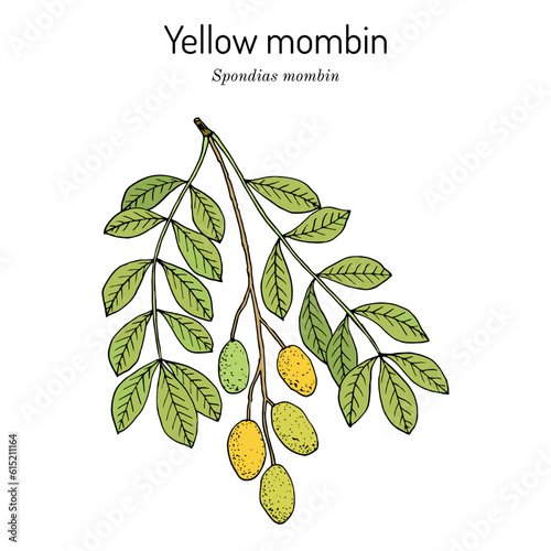 Yellow mombin or hog plum (Spondias mombin), edible and medicinal plant. photo
