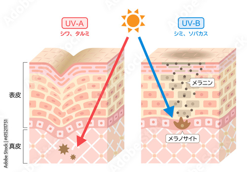 紫外線　UV-AとUV-Bの違い　肌の断面図　
