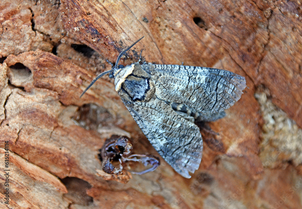 Weidenbohrer (Cossus cossus)
