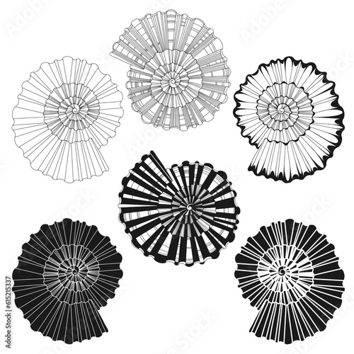 Shells. Hand drawn vector collection  6 isolated  elements on white background. Perfect for decoration  invitation  card  poster and as a design element.