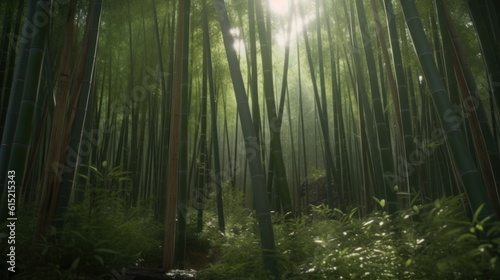 A bamboo forest growing rapidly after the rainy season