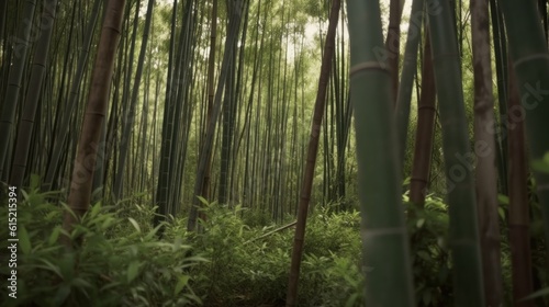 A bamboo forest growing rapidly after the rainy season