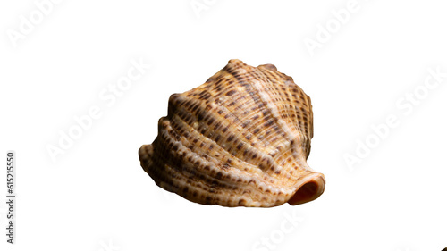 Shell in the sun. Seashell on a transparent background. Shell png