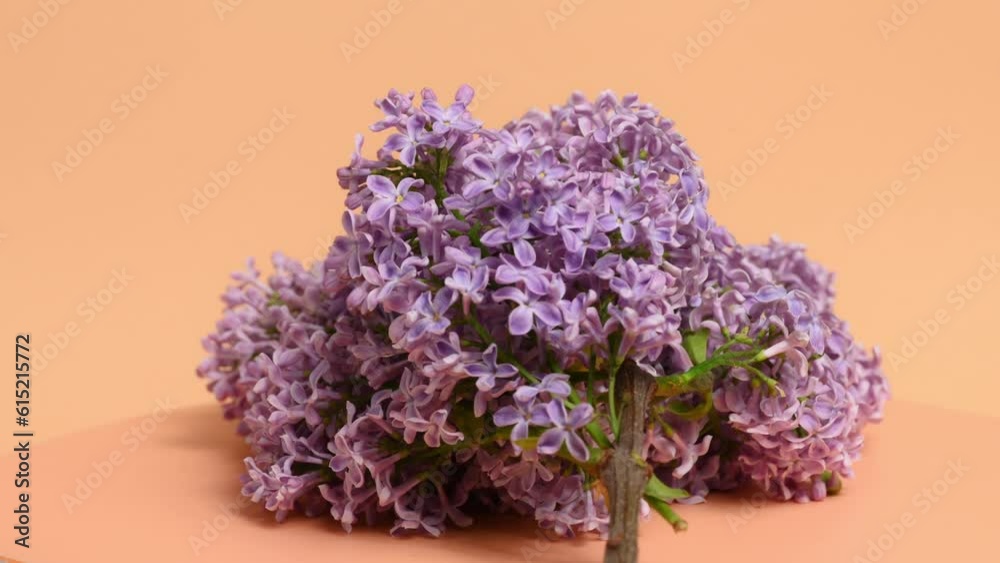 Beautiful purple lilac rotates on a beige background. Florist concept. Syringa vulgaris.Close-up Beautiful purple lilac rotates on a beige background. Florist concept. Syringa vulgaris.Close-up