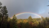 A rainbow arching across the forest sky after a quick rain