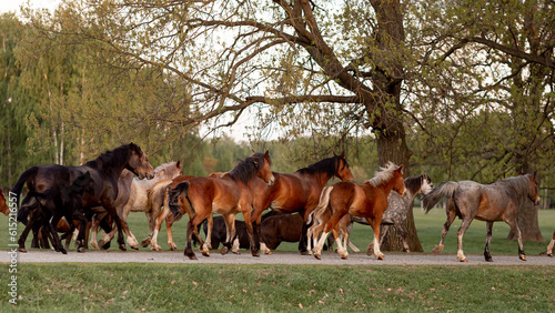 a herd of beautiful horses returns to the paddock from a pasture in the summer at sunset
