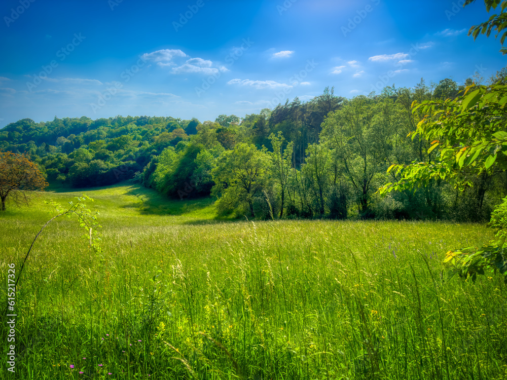 Naklejka premium field and blue sky