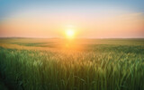 Bright morning sun rising over horizon shining over a field of growing green wheat