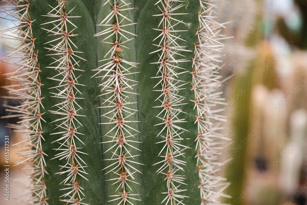 Close up photo of cactus Stenocereus griseus. Vertical ridges are protected by groups of thorns. Close up photo of cactus Stenocereus griseus. Vertical ridges are protected by groups of thorns.