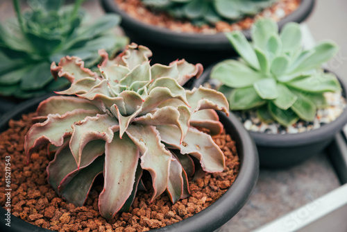 The Echeveria Madiba flower is in a black flowerpot near other plants. photo