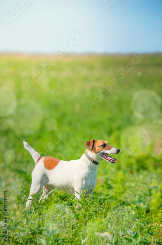 A young fox terrier dog walks in a green meadow. High quality photo