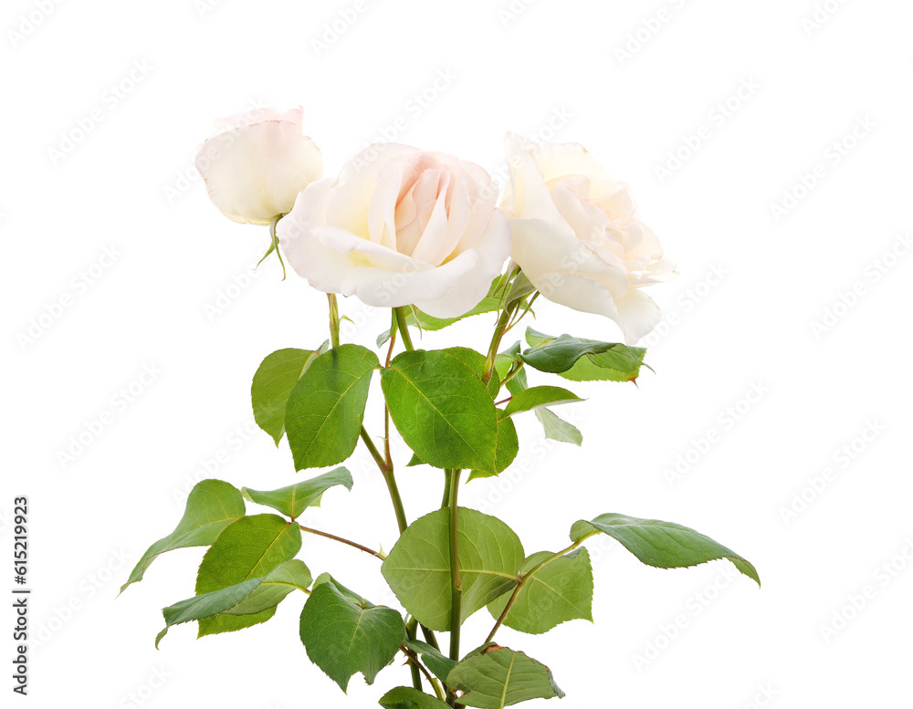 Fototapeta premium Beautiful white roses.