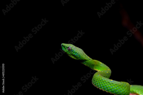 green snake on black background