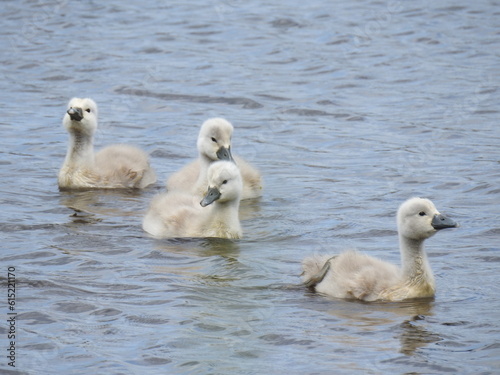 Baby mute swans, cygnets swimming in the waters of the Edwin B. National Wildlife Refuge, Galloway, New Jersey.