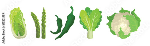 Green Vegetables with Cabbage, Asparagus, Pepper, Lettuce and Cauliflower Vector Set