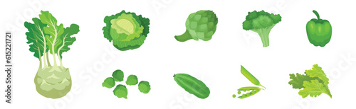 Green Vegetables with Turnip, Cabbage, Artichoke, Broccoli, Cucumber, Salad Leaves and Brussels Sprout Vector Set