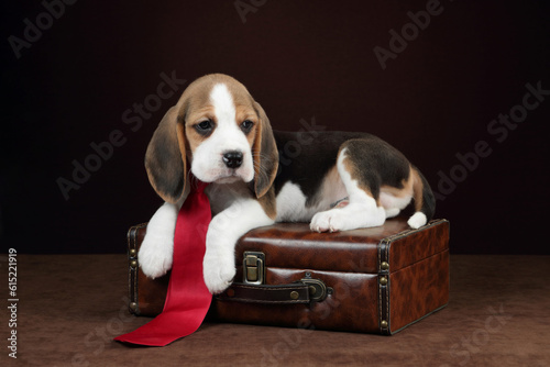 Cute little beagle puppy in a red tie. Puppy with a suitcase