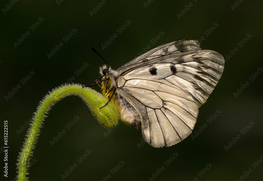 Obraz premium Macro shots, Beautiful nature scene. Closeup beautiful butterfly sitting on the flower in a summer garden.