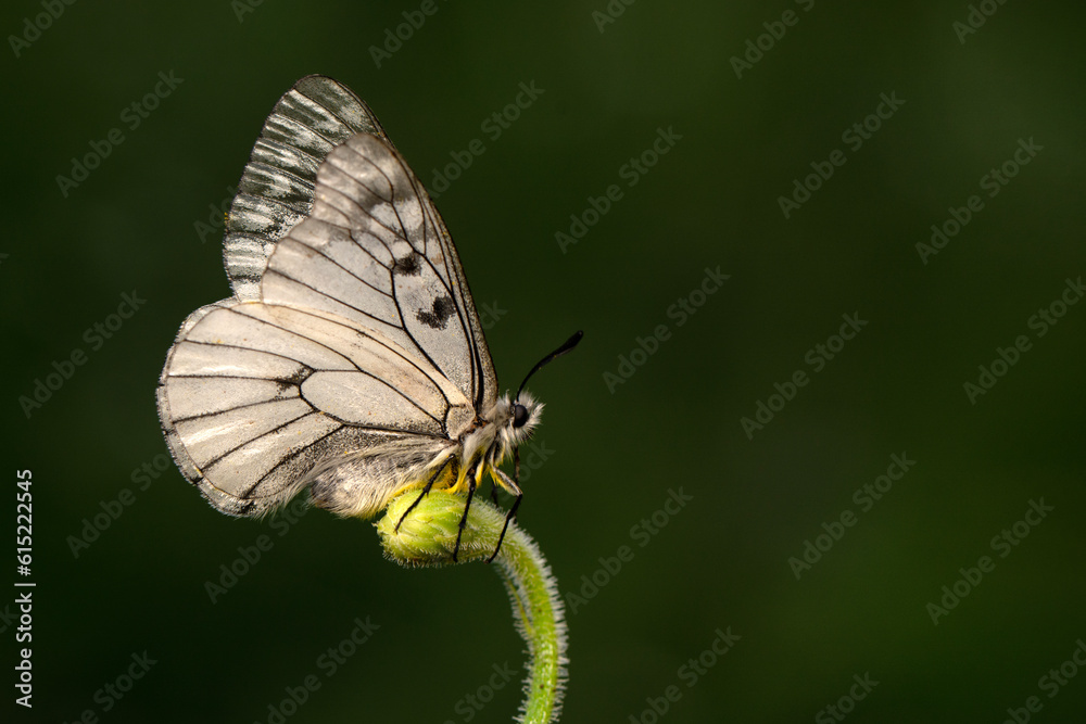 Macro shots, Beautiful nature scene. Closeup beautiful butterfly sitting on the flower in a summer garden. Macro shots, Beautiful nature scene. Closeup beautiful butterfly sitting on the flower in a summer garden.