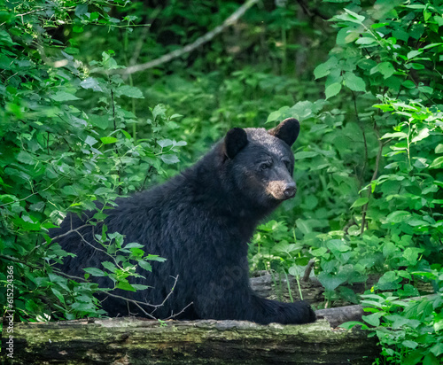 Black bear relaxes in forest watching its cubs