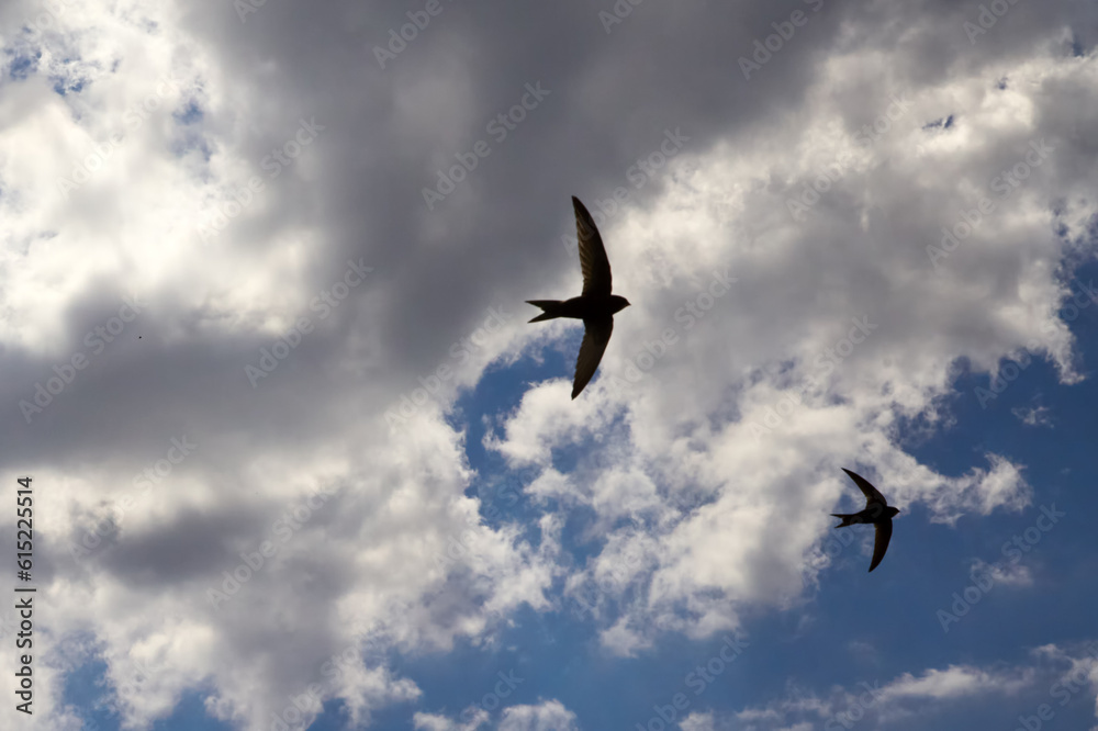 Silhouettes of flying birds against a cloudy sky