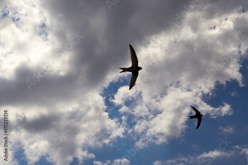 Silhouettes of flying birds against a cloudy sky