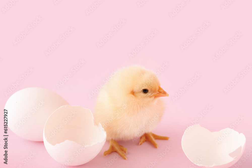 Cute little chick with egg shell on pink background