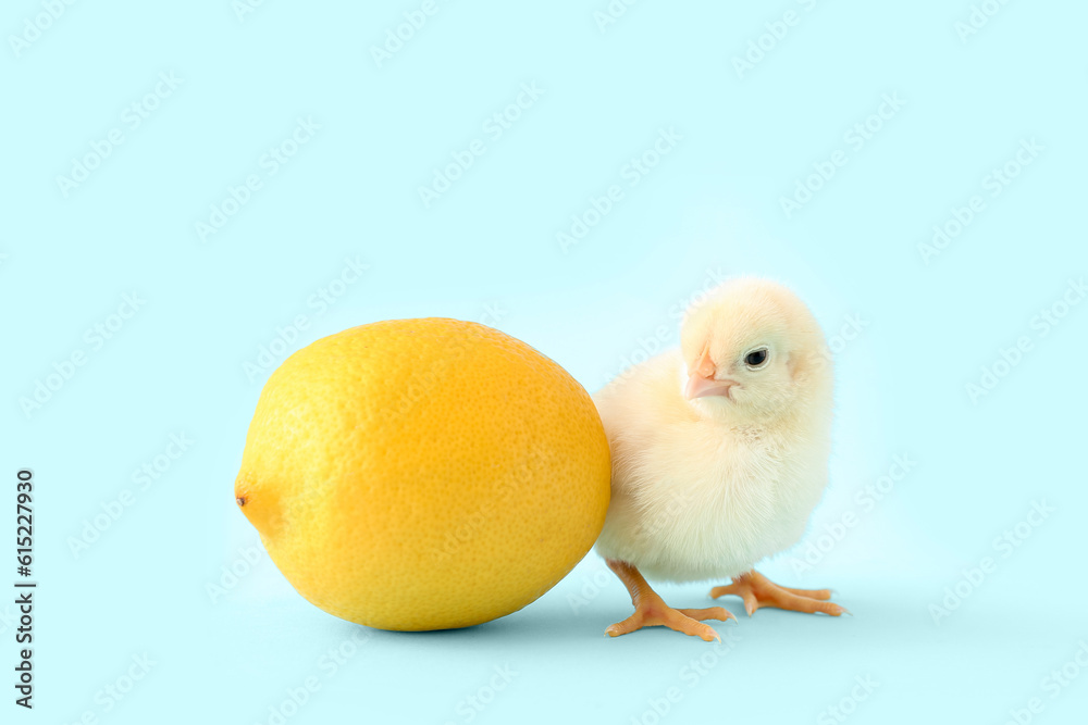 Cute little chick with lemon on blue background Cute little chick with lemon on blue background