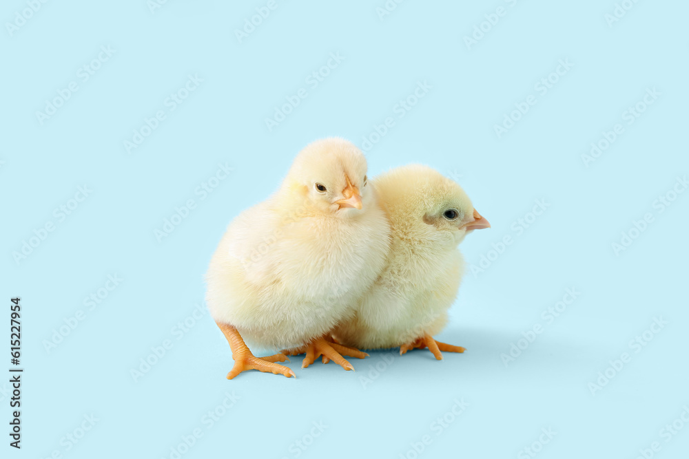 Cute little chicks on blue background