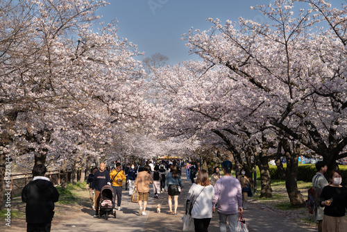 Cherry Blossom time in Japan