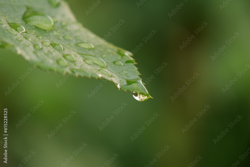 drop of water at the end of a leaf drop of water at the end of a leaf