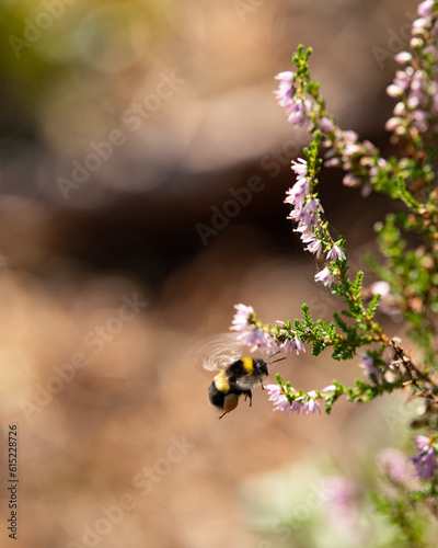 Hummingbird and Lavender