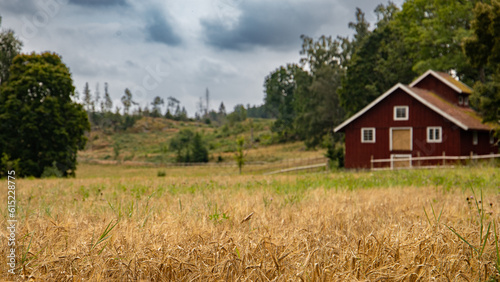 Summer in the Swedish countryside