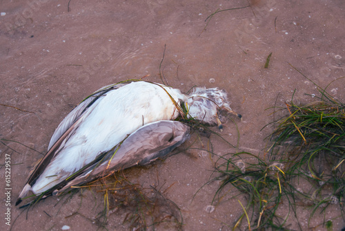 Red tide seagull death on the west coast of Florida photo