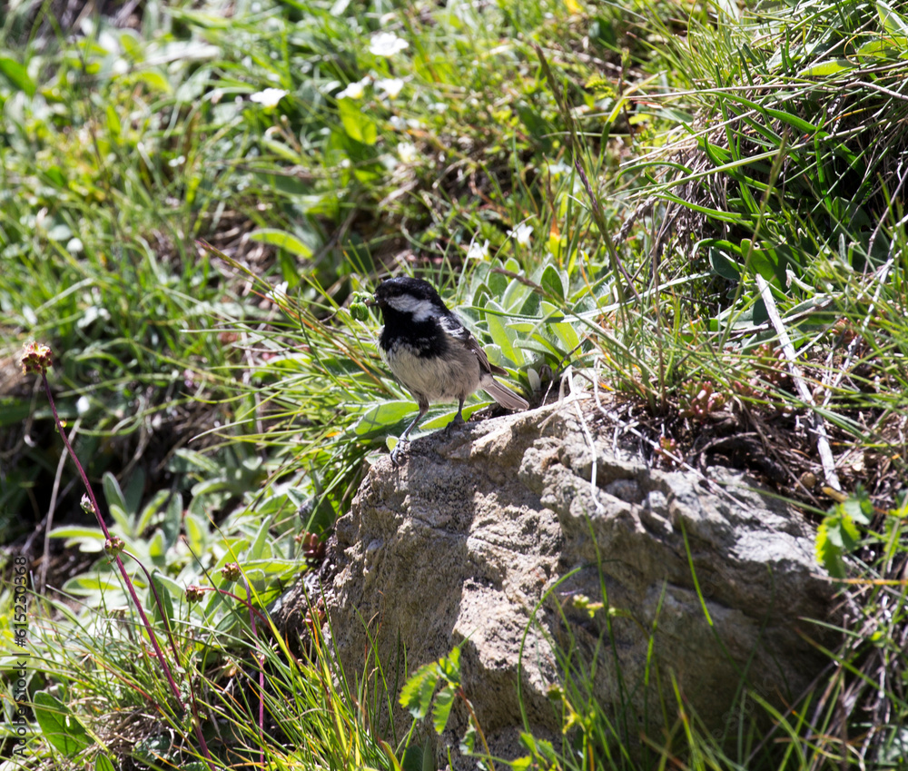 Obraz premium View of coal tit bird eating a worm