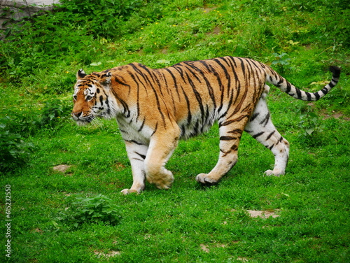 Tiger im Gras 