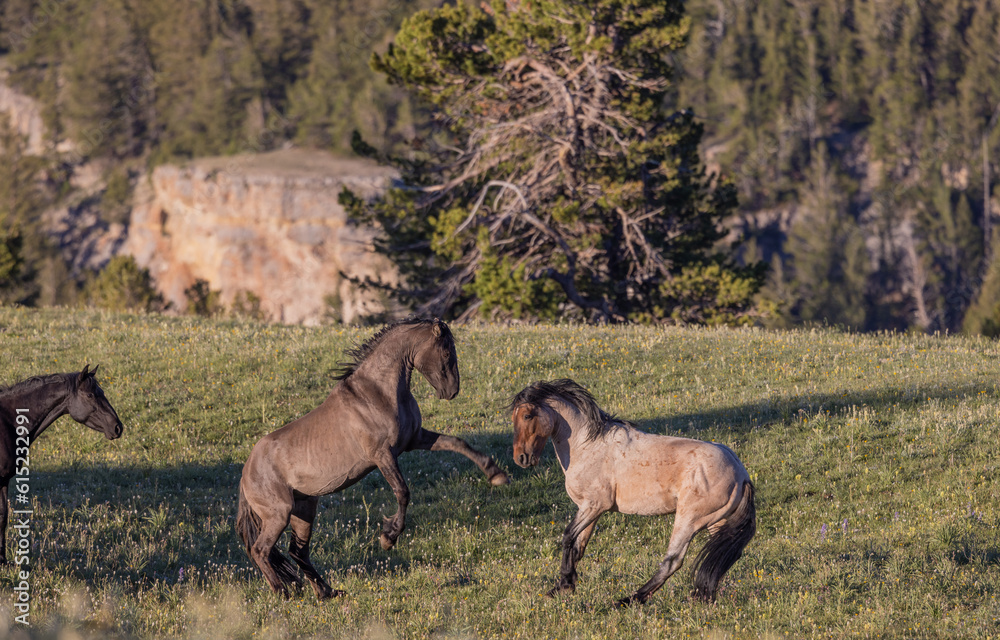 Wild Horses in Summer in the Pryor Mountains Montana Wild Horses in Summer in the Pryor Mountains Montana
