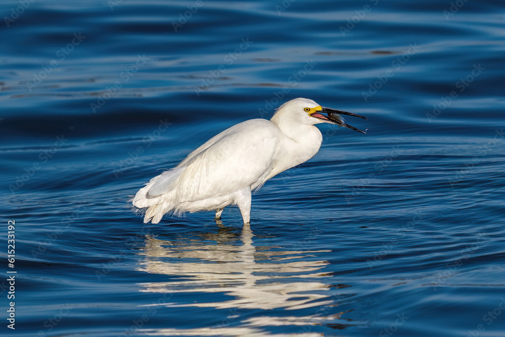 A Snowy Egret flipping its caught fish and positioning it in its mouth before swallowing it. 