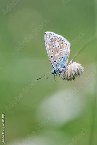 Wallpaper Mural Polyommatus icarus, common blue butterfly on a flower in the meadow with green blur background Torontodigital.ca