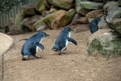 Little Blue Penguins, Sydney, Australia