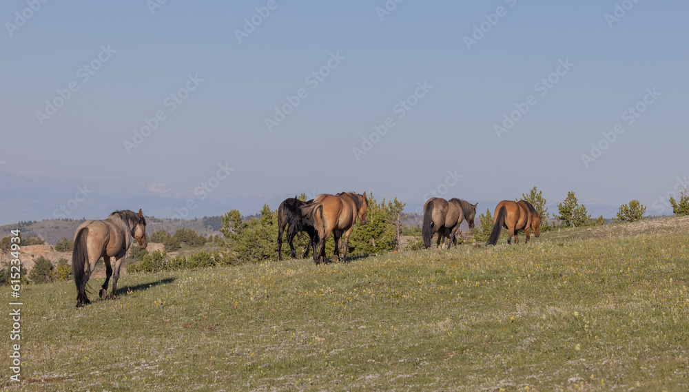 Wild Horses in Summer in the Pryor Mountains Montana Wild Horses in Summer in the Pryor Mountains Montana