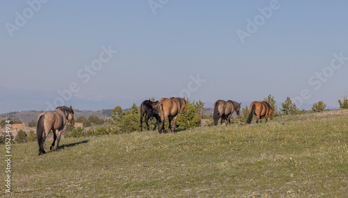Wild Horses in Summer in the Pryor Mountains Montana © natureguy