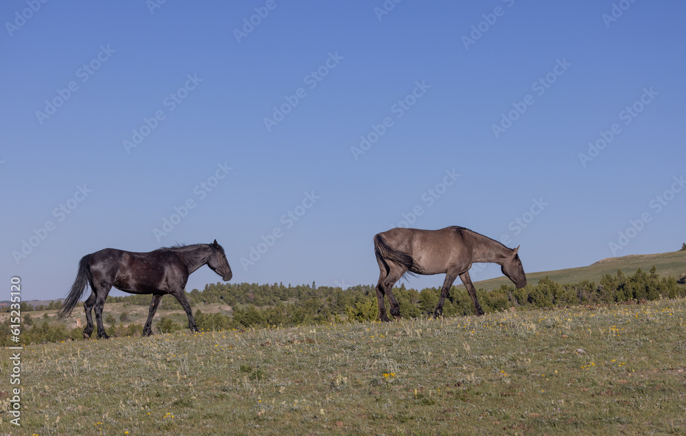 Wild Horses in Summer in the Pryor Mountains Montana